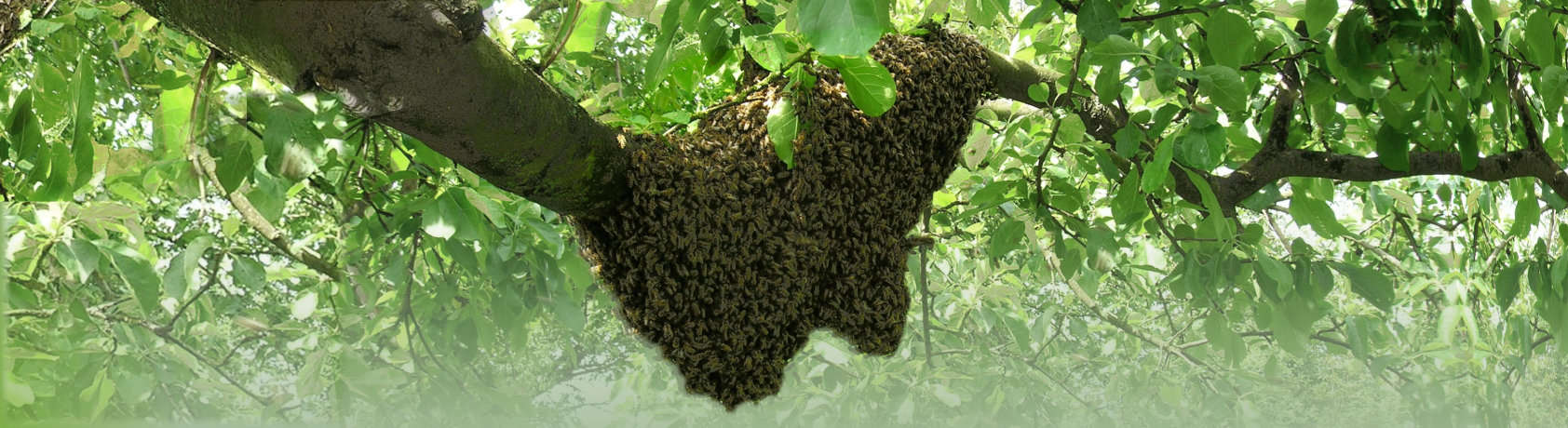 Bee Swarm Removal