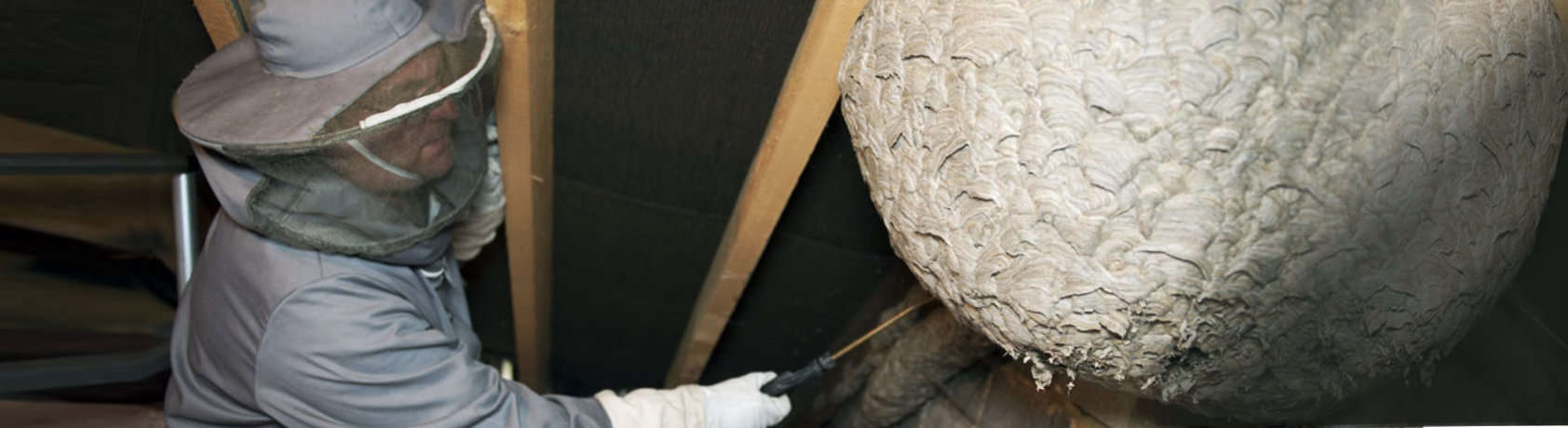 Wasp Nest Treatment