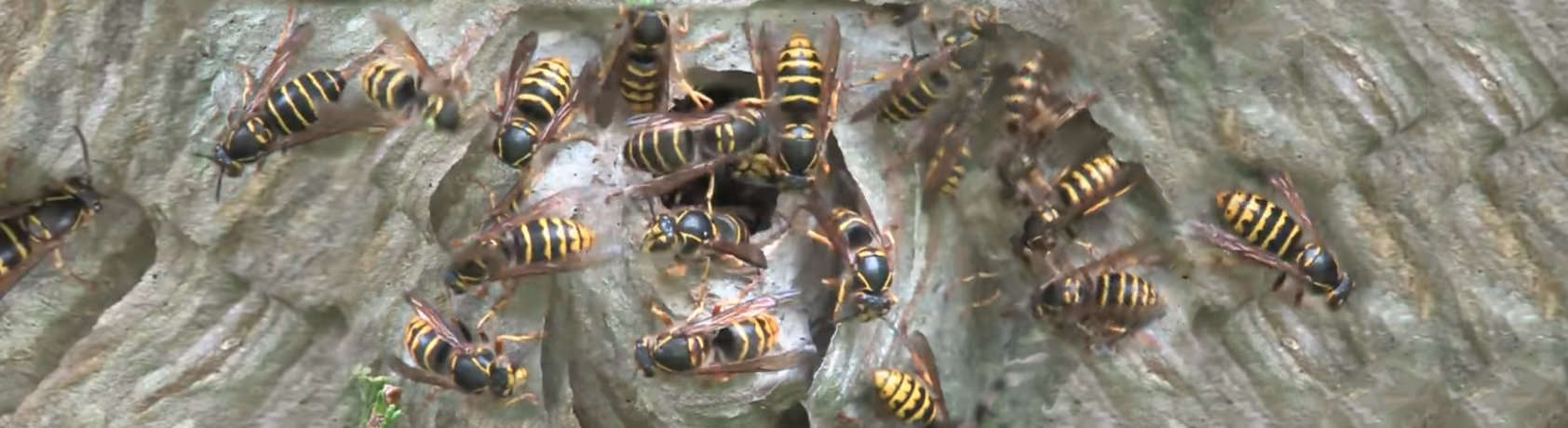 Wasp Nest Removal