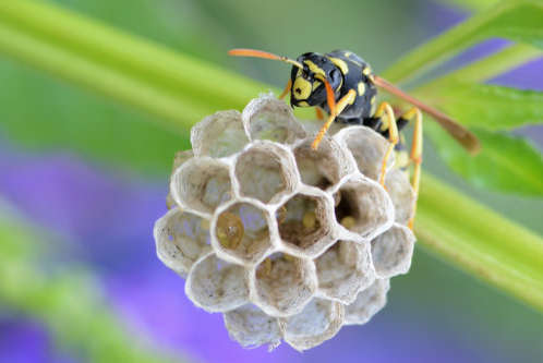 The Life Cycle of a Wasp – Guardian Wasp & Bee Management
