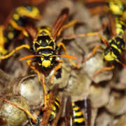 Wasps: The Perfect Storm